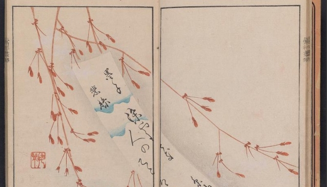 Estampe japonaise: ramifications d'un cerisier en fleur.