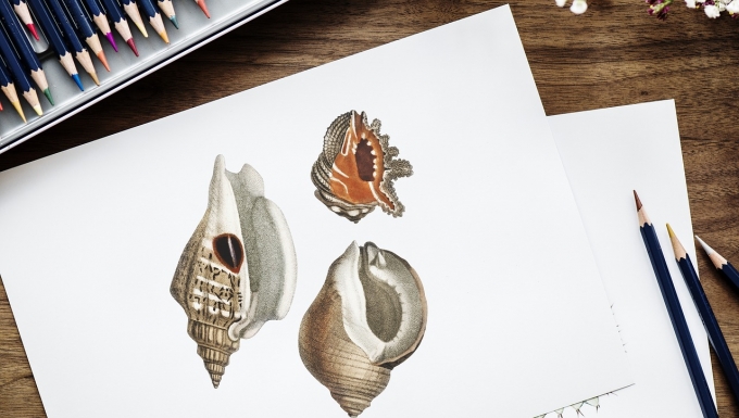 Image parrawpixel de Pixabay - CC0 Feuille blanche sur laquelle sont dessinés des coquillages