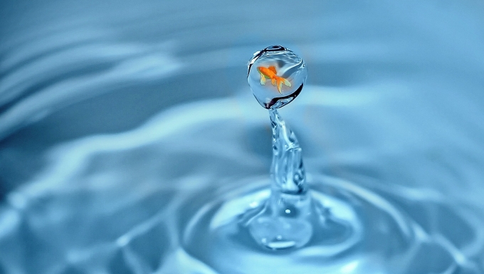 CC0 Creative Commons - Pixabay Poisson rouge dans une bulle