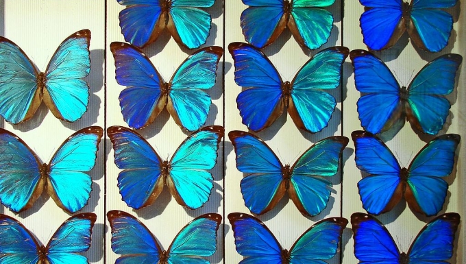Sélection sciences vignette papillons épinglés par un naturaliste sur un tableau