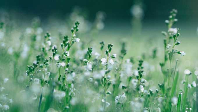 CC0 - Pixabay Photographie en macro de plantes