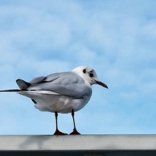 Mouettes posées sur une barre de fer