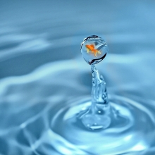 Poisson rouge dans une bulle