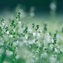Photographie en macro de plantes